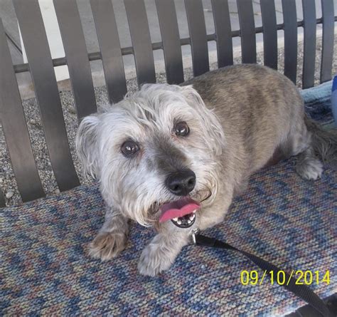 mesquite city animal shelter photos|Animals in the Shelter .